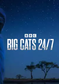 Wielkie koty 24/7